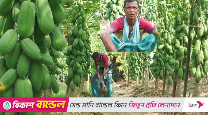 ‘আপনারা গাছে পেঁপে দেখছেন, কিন্তু আমি দেখছি টাকা’